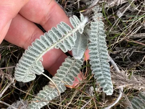 Chalk milkvetch