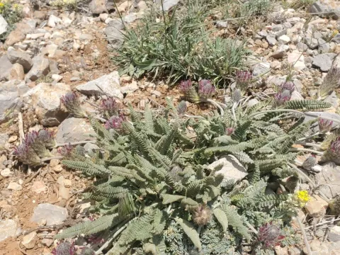 Astragalus emarginatus