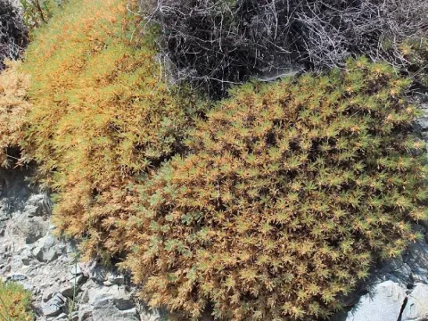Hedgehog milkvetch