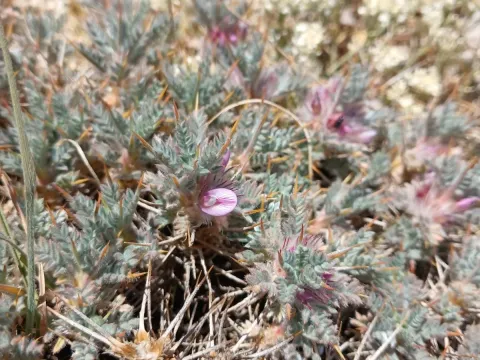 Astragalus cruentiflorus