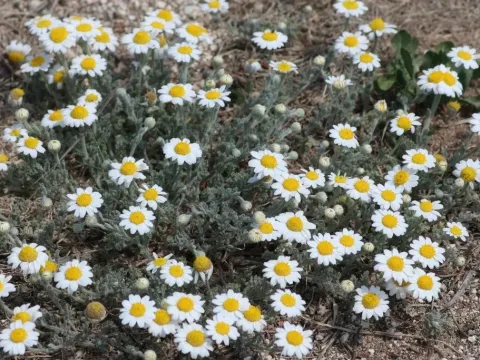 Anthemis parvifolia