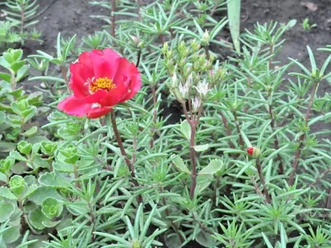 Moss rose purslane