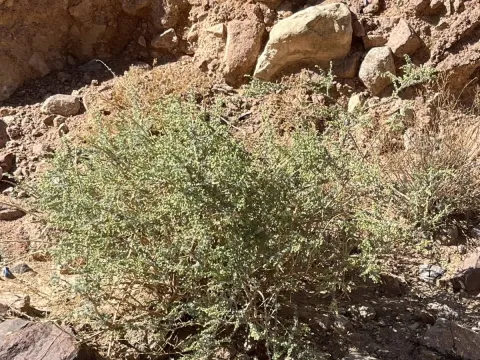 Judean wormwood