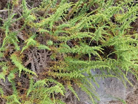 Artemisia monosperma