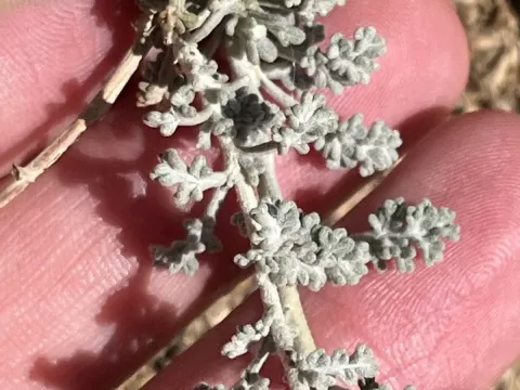 Artemisia sieberi
