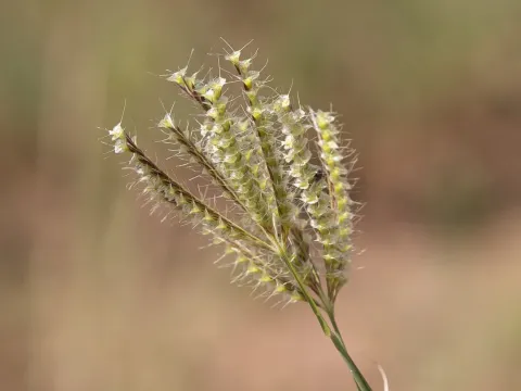 Оксихлорис