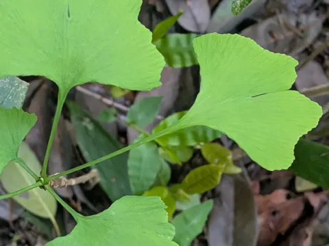 Ginkgo