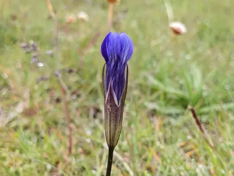 Fringed gentianella