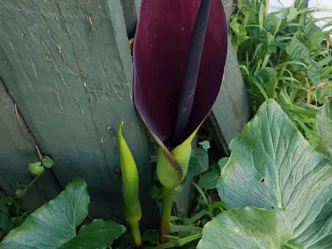 Palestine arum