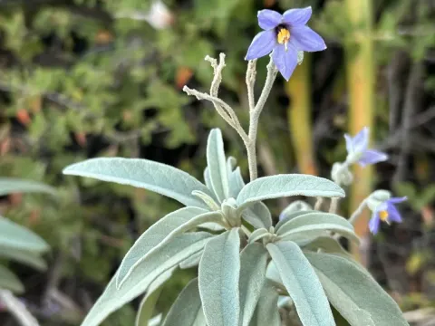 Solanum stipulaceum