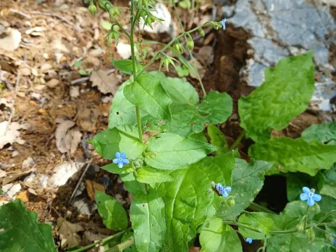 Oriental brunnera