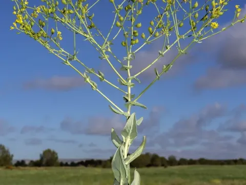 Boreava aptera