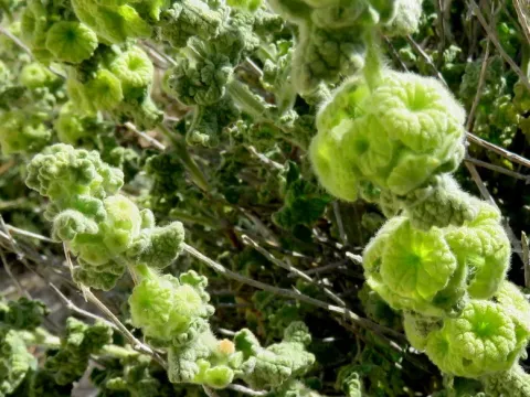 Ballota philistaea