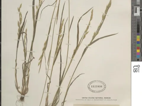 Tiger brome