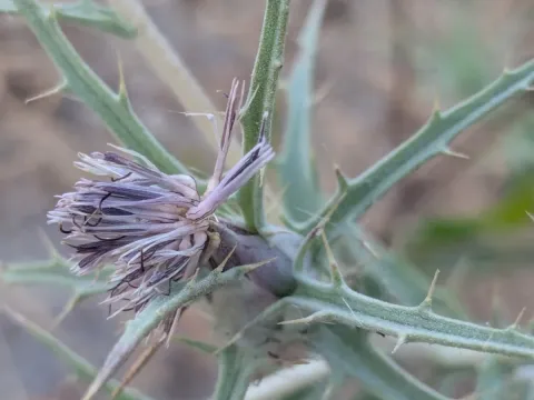Thin-leaved safflower
