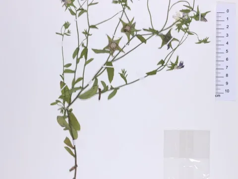 Shield bellflower