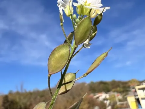 Икотник изменчивый
