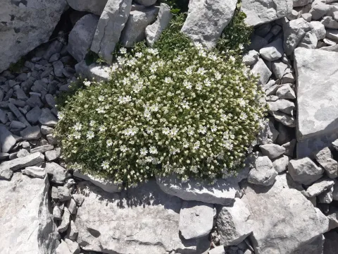 Dinaric mouse-ear