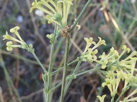 Crucianella graeca