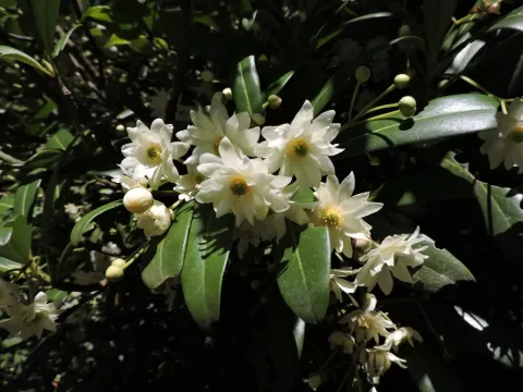 Drimys brasiliensis