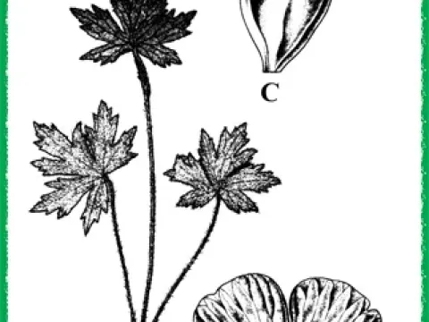 Ranunculus laetus