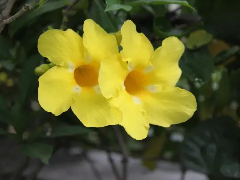 Allamanda