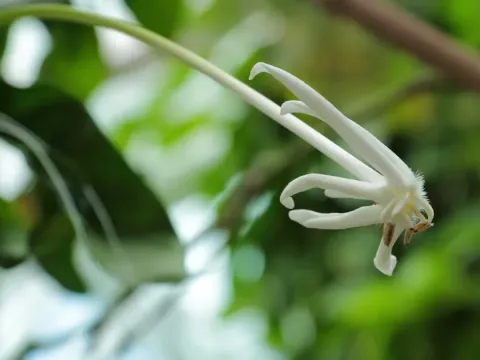 Posoqueria