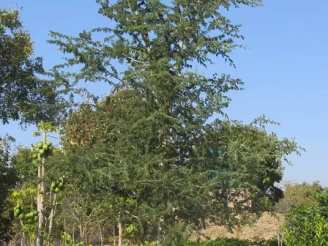Faidherbia