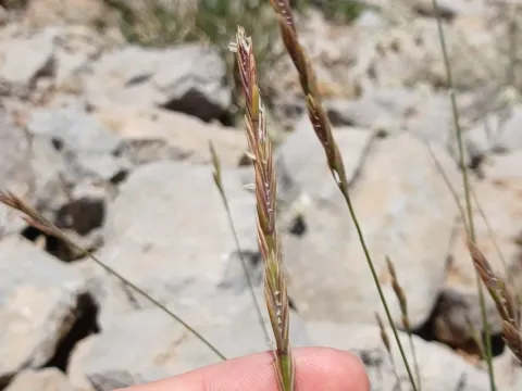 Lebanese wheatgrass