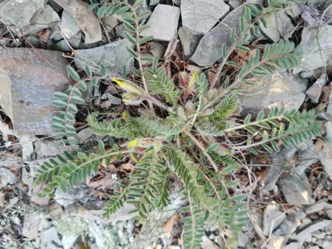 Astragalus utriger