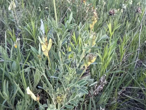 White-stemmed astragalus