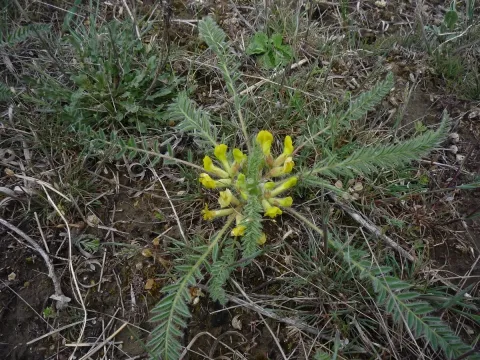 Astragalus buchtormensis