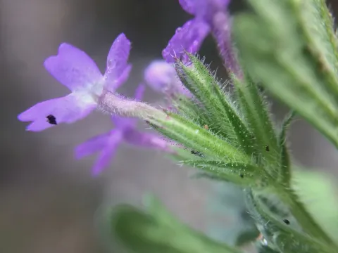 Verbena elegans