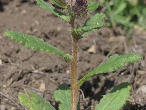 Small alkanet