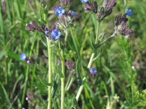 Anchusa thessala