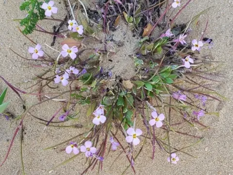 Maresia pulchella