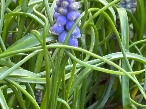 Muscari