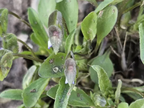 Viola occulta