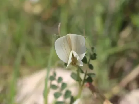 Vicia sericocarpa