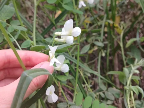 Vicia galeata
