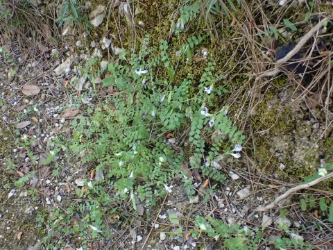 Cyprus vetch