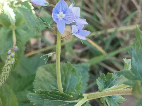 Veronica leiocarpa