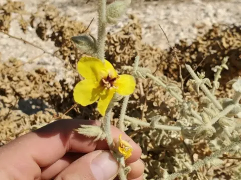 Desert mullein