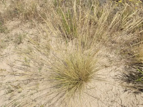 Becker's fescue
