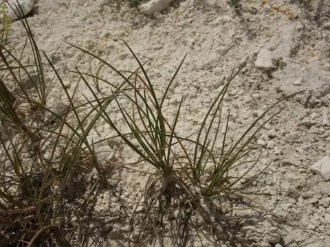 Chalk fescue