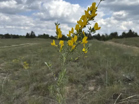 Рокитник дніпровський