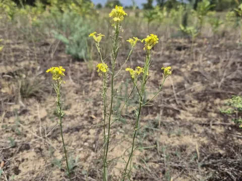 Erysimum canum