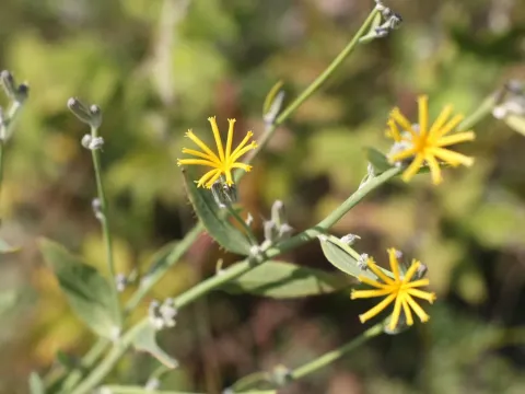 Chondrilla latifolia