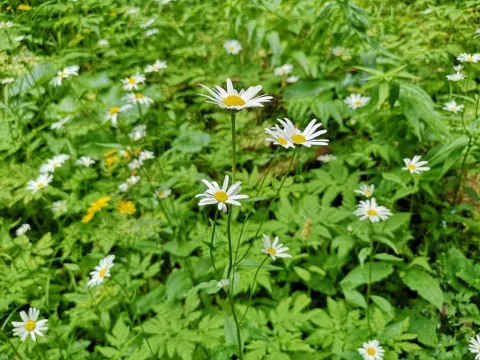 Round-leaved oxeye