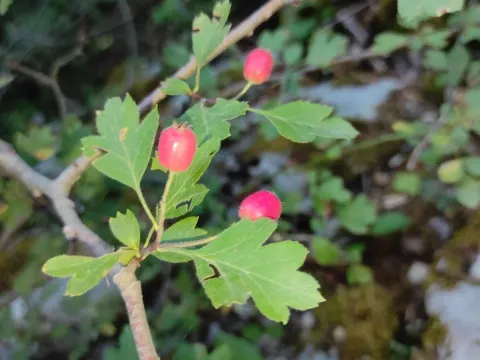 Small-leaved hawthorn